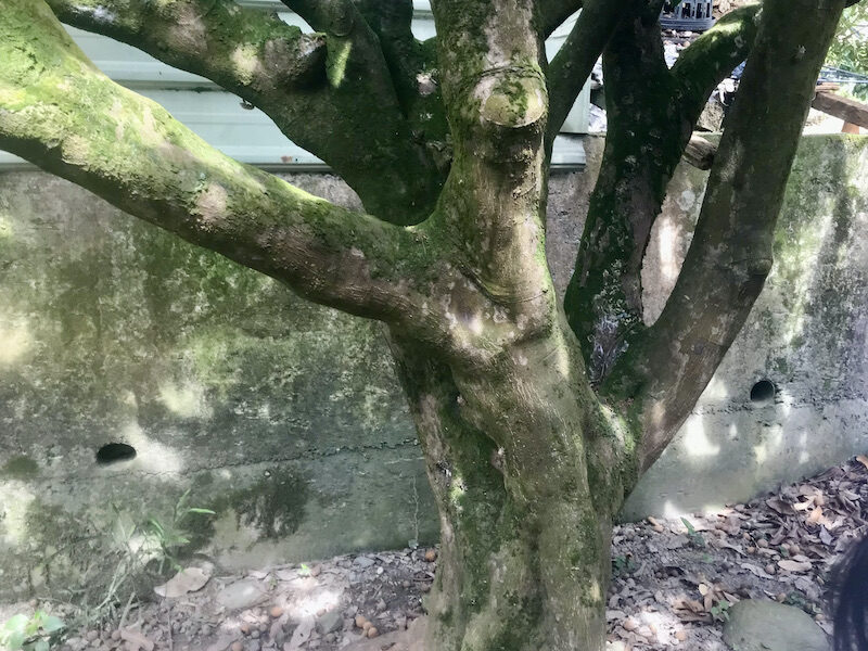 超過70歲的老文旦樹
